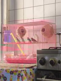 تيارت ١٦ • قفس طيور • تلبيسه سيارات