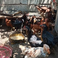 زوج • ملقح كامل • كركوك