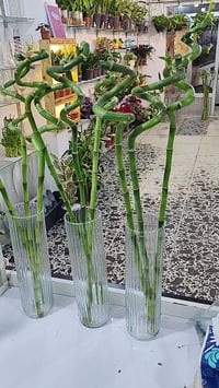 ٣عصا موسى • دورق • هيت حي الجمعية