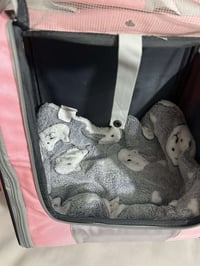 فراش قطط • كرات قطط • شنطة قطط