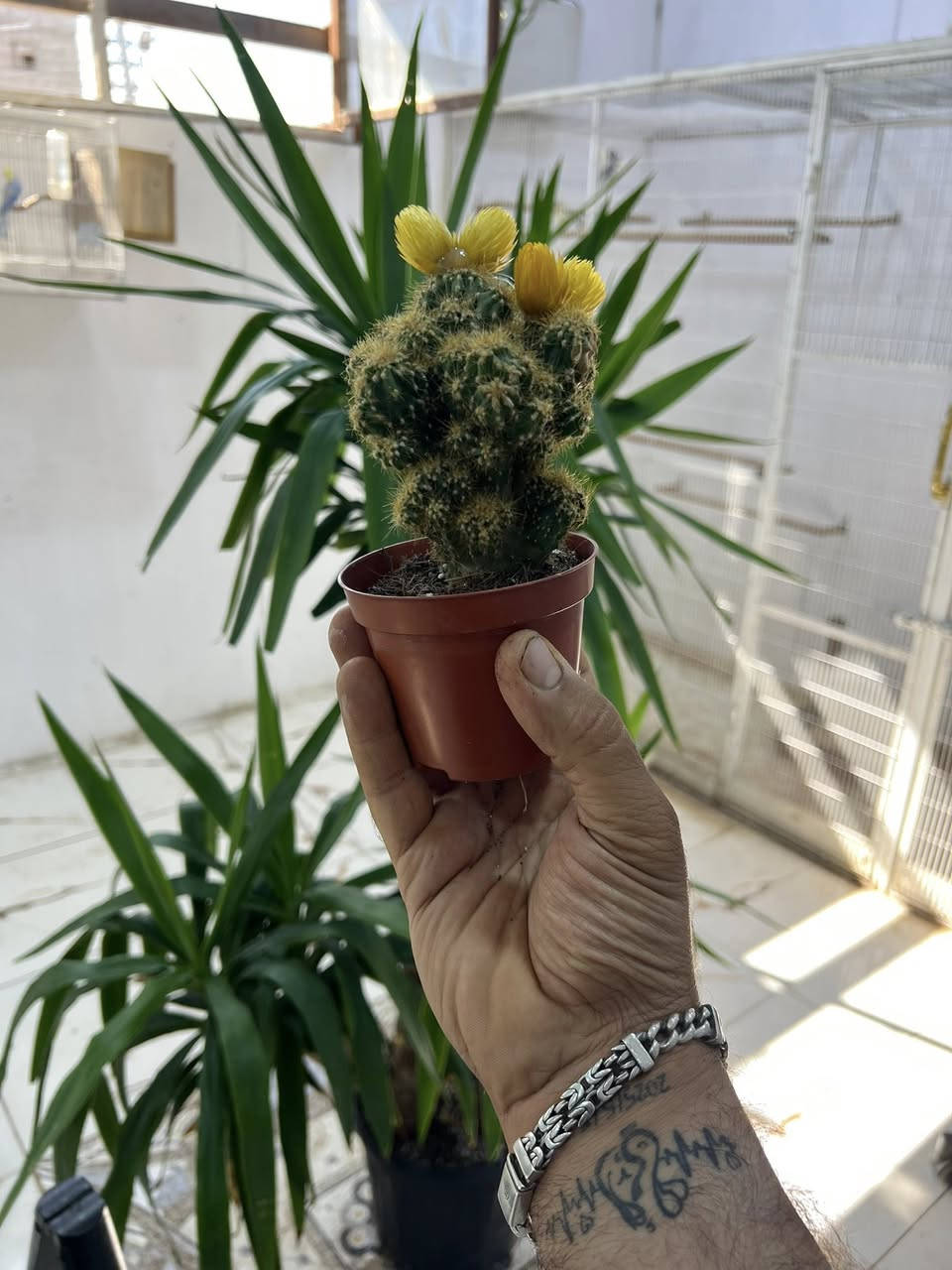 السلام عليكم لعشاق النبات الطبيعي متوفر أشجار طبيعيه يوگا حجم كبير ثلاثي يوگه حجم وسط ثلاثي مونساي مطاط صباريات تايلندي لبلاب مكاني بصره زبير


**إذا كنت صاحب هذا الإعلان وتريد حذفه لأي سبب، رجاءا أرسل رسالة إلى الدعم الفني**