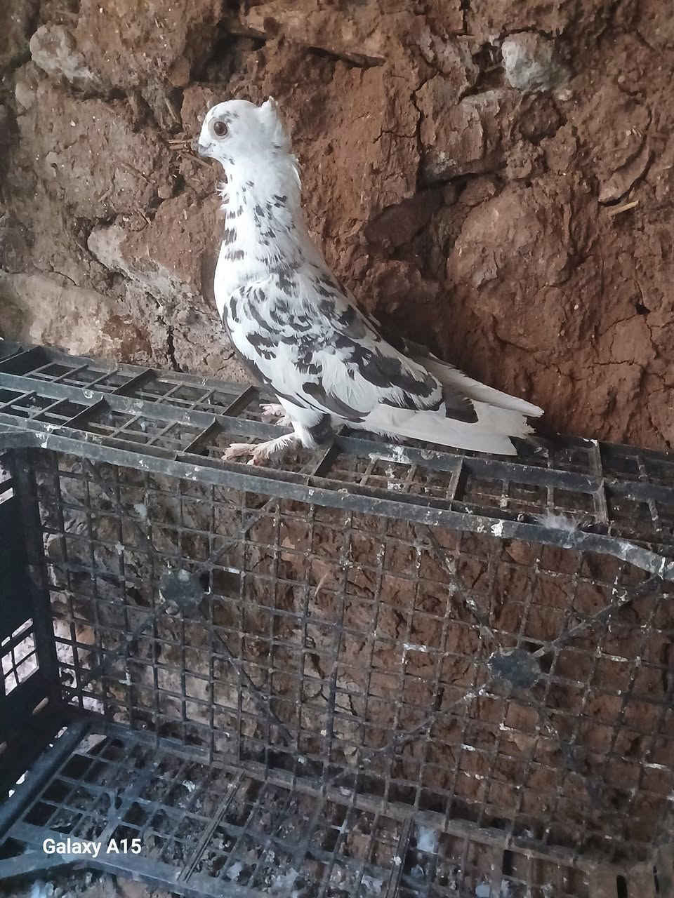 kayn kobla ta3 sivi ou 4 dyal lvwa ou 3nbr  chi haja mliha lbi3


**إذا كنت صاحب هذا الإعلان وتريد حذفه لأي سبب، رجاءا أرسل رسالة إلى الدعم الفني**