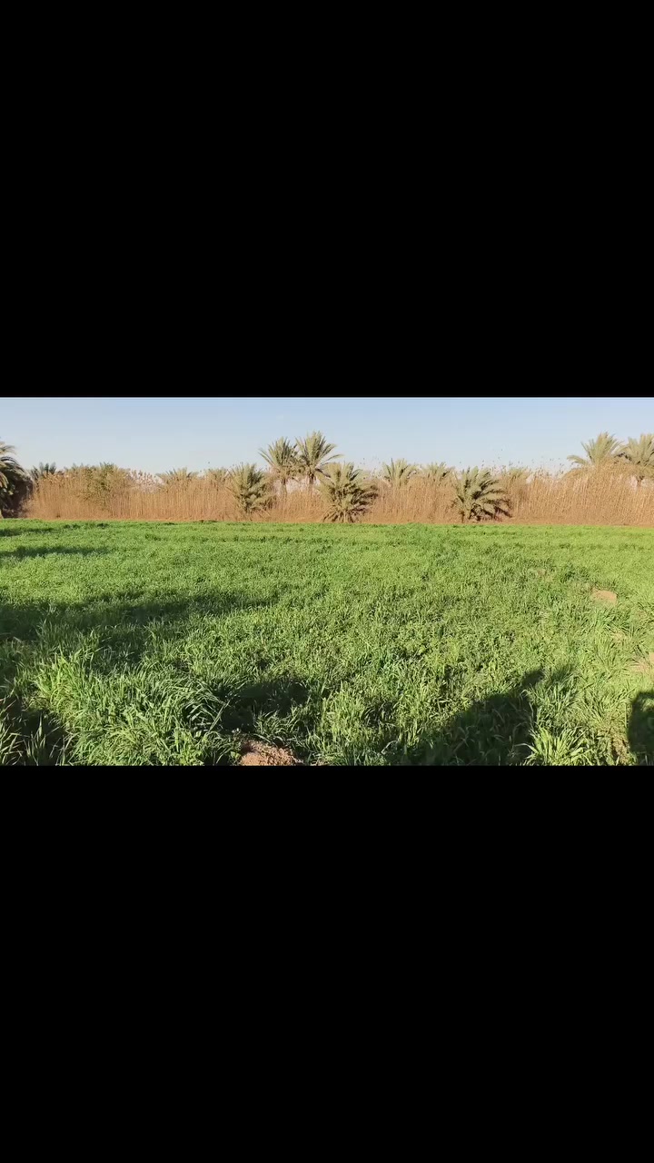 🌾✨#للبيع: أرض زراعية ساحرة في قلب كربلاء🌾
🟢 تفاصيل العرض:
📏 المساحة:  دونم: و: وربع:، 
📜 نوع الملكية: طابو زراعي (سند 25)
🔄 تحويل الملكية إلى اسم المشتري
📍 📍 الموقع: كربلاء، طويريج، طريق الجدول، 
، منطقةالعيوج، 
طريق، الزوار ، يربط، كربلاءالمقدسة، حله، 
🌟 الاستخدامات المثالية
🏡 سكن مريح
💼 استثمار مربح
🌳 مزرعة خاصة 
🌿 مزرعة ترفيهية 
🌼 مكان للاستراحة والهدوء
ايضا يتوفر لدينا عقارات اخرى في مختلف مناطق، كربلاء المقدسة وايضا في طريق، كربلاء، نجف،و منطقة، شط الله، 
و منطقة العيوج، ومنطقه ام جمل، 
 وقرب ، بنت الحسن(ع)
📞 📞 للاستفسار اكثر الاتصال على 
📱 ***********☎️ابو غانم: واتساب 
@ ***********☎️ابو غانم: واتساب
