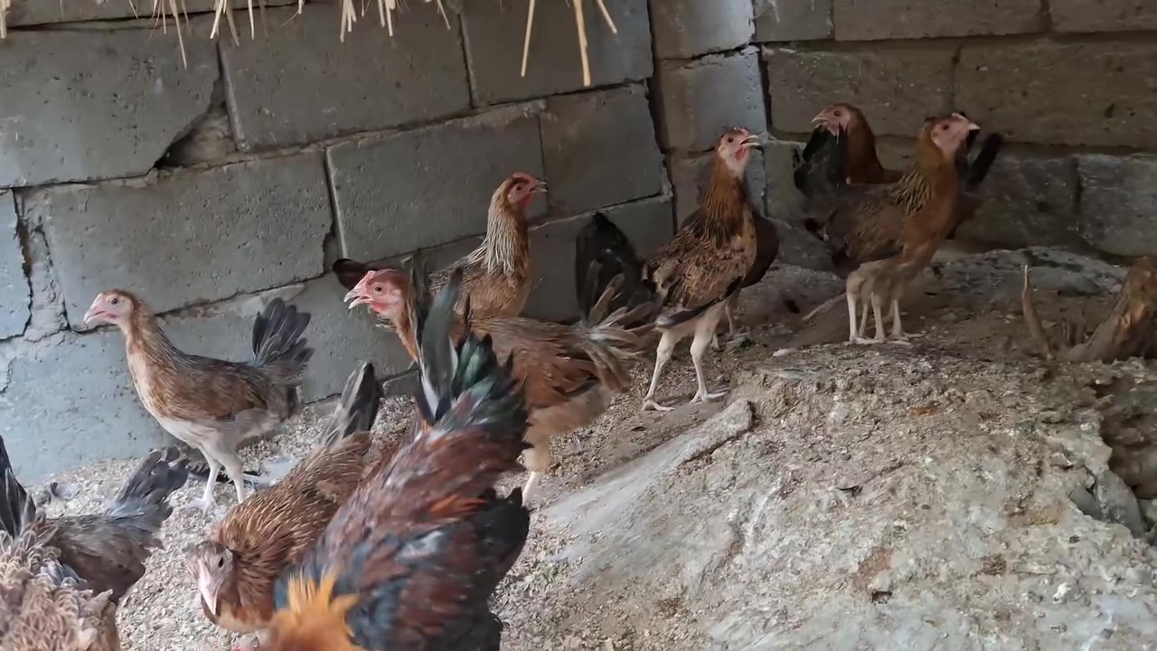 متاح 11 دجاجة 
وديجين دجاج ملقح وكامل سعر مناسب 
مكاني البصره القرنه الشرش 
توصيل موجود


**إذا كنت صاحب هذا الإعلان وتريد حذفه لأي سبب، رجاءا أرسل رسالة إلى الدعم الفني**