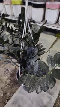 الزامبيا كبير • خصم 30%+ • حلة حي الصحة