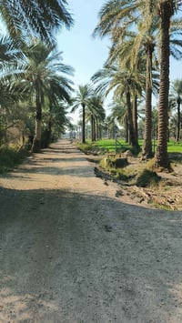 اليوسفية بغداد • دونمين • طابو زراعي