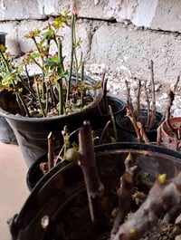 قلم تين اسود • تين العبيد • كركوك