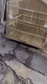 قفص بلابل للبيع  الطول متر  النزال ٦٠سم  للاستفسار خاص او واتساب 07706...