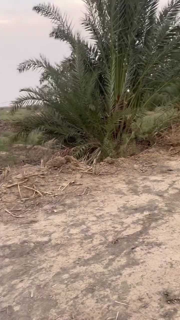 يالله
اللهم صل على محمد وال محد 
بستان المساحه دونم ناحية السديناوية على شط الحلو متوفر بي كهرباء وماء زراعي السعر17 وبي مجال رقم الهاتف *********** 
#الناصريه#
