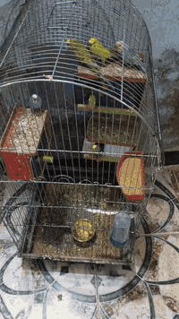 السلام عليكم طيور الحب لبيع 3 ازواج مع افرخهن كلهن جوهن افراخ ب 75 مع القفص ***********
