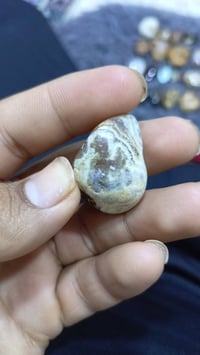 داودي • معطف نوادر • رافع ايده