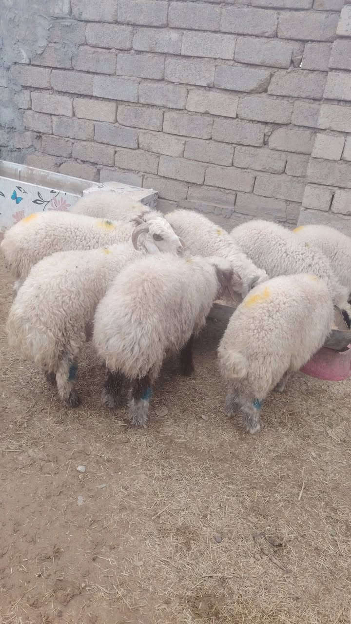 اللهم صلي على محمد وال محمد 
#يوجد_طليان_مال_ذبح_و_ربط ناصحات شرط النصاحه علئ كل عيب مابيهن العدد 8 كصه واحده وزن الطلي 20 كيلو  المكان صلاح الدين بيجي رقم الهاتف *********** + ***********
