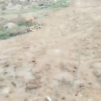 حلة وردية • ٢٠٠م • خدمات كامله