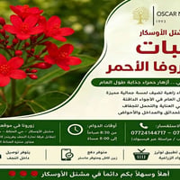 جاتروفا أحمر • مشتل الأوسكار • الحنانة نجف