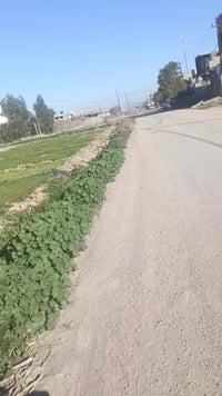 صدة عل زراعي محمد ليلى • ١٠٠م • شارع ٤٠م