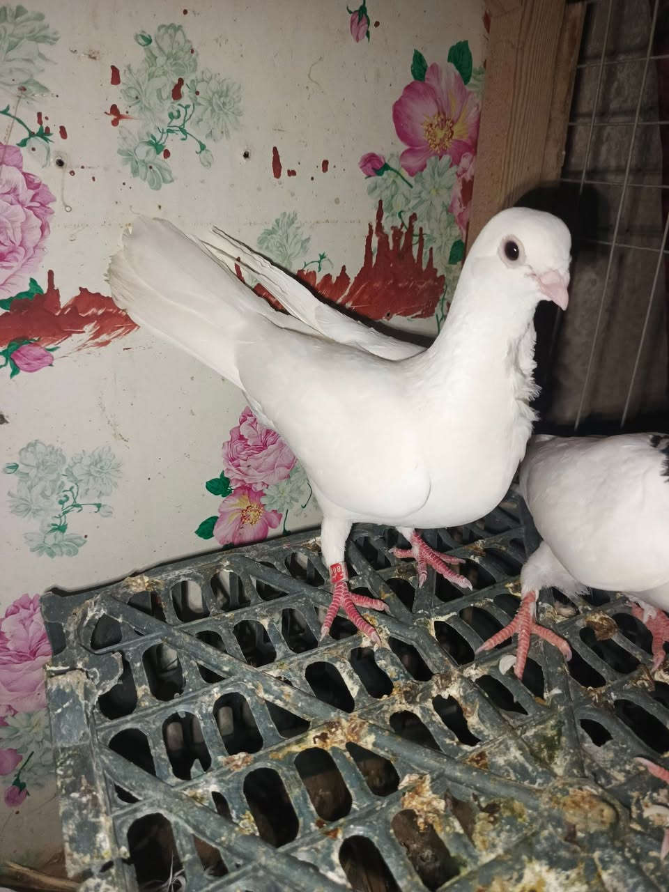 السلام عليكم هاي طيره ارفليه مراوس بطيره هنادي مال زينه يعني عرايس مكاني الرمادي


**إذا كنت صاحب هذا الإعلان وتريد حذفه لأي سبب، رجاءا أرسل رسالة إلى الدعم الفني**
