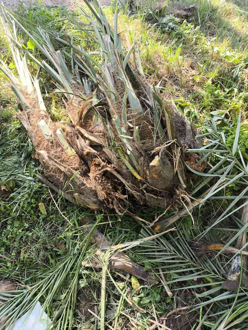 يتوفر لدينا فسائل اسطه عمران 
من مصدر موثوق واتحمل المسؤولية
 على النوعية .
مكتب الزيتون الزراعي بإدارة
 المهندس جمال السامرائي
للاتصال على الأرقام او المراسلة واتس اب 
0782-777-7624 
0771-443-8480
