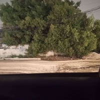 السيديه تجاري • شارع الخيزران • ٢٦٢م