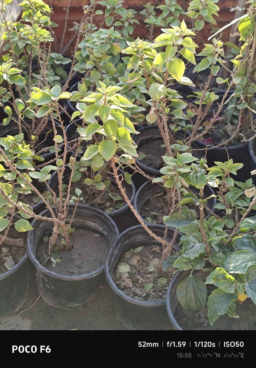 السلام عليكم يوجد جهنمي متسلق و قزمي قضاء المدينة يوجد توصيل داخل القضاء. ***********.
