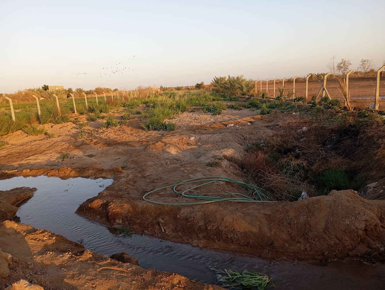 السلام عليكم دونم ونصف طريق الحمزة عالشط المبطن كهرباء ومسيج وبي أشجار النخيل وتين رمان عنب ارض صالحة الزراعة *********** واتساب اتصال للاستفسار
