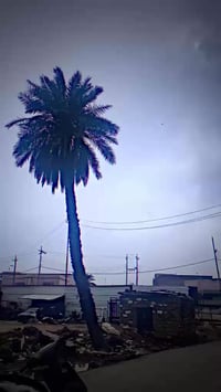 للبيع • مراوس • اسبوع