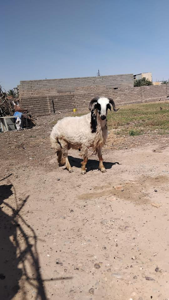 السلام عليكم  كبش 🐏 للبيع  مال اضحيه للاستفسار التواصل على الرقم
‭0783 317 6470‬
