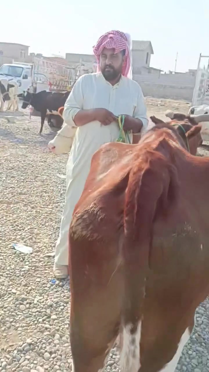 سوق مواشي الحويجة/للاستفسار/***********/***********
حلال  سيد حازم & محسن الدلال
#الثروه_الحيوانيه #صحراء #رعي #معلومات #صخول #كبش #بقره #حيوان #حلال #عنوز #تيس #عجول #مربين #شرح #ماعز #مواشي #زرع #سوق #بيطري #كبش #حيوانات #غنم #رعي_الأغنام #مطافيل #عنز #فحل #طليان #بقر #اغنام
