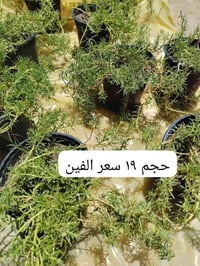 ديكور • حديقة • تفاصيل ناقصة
