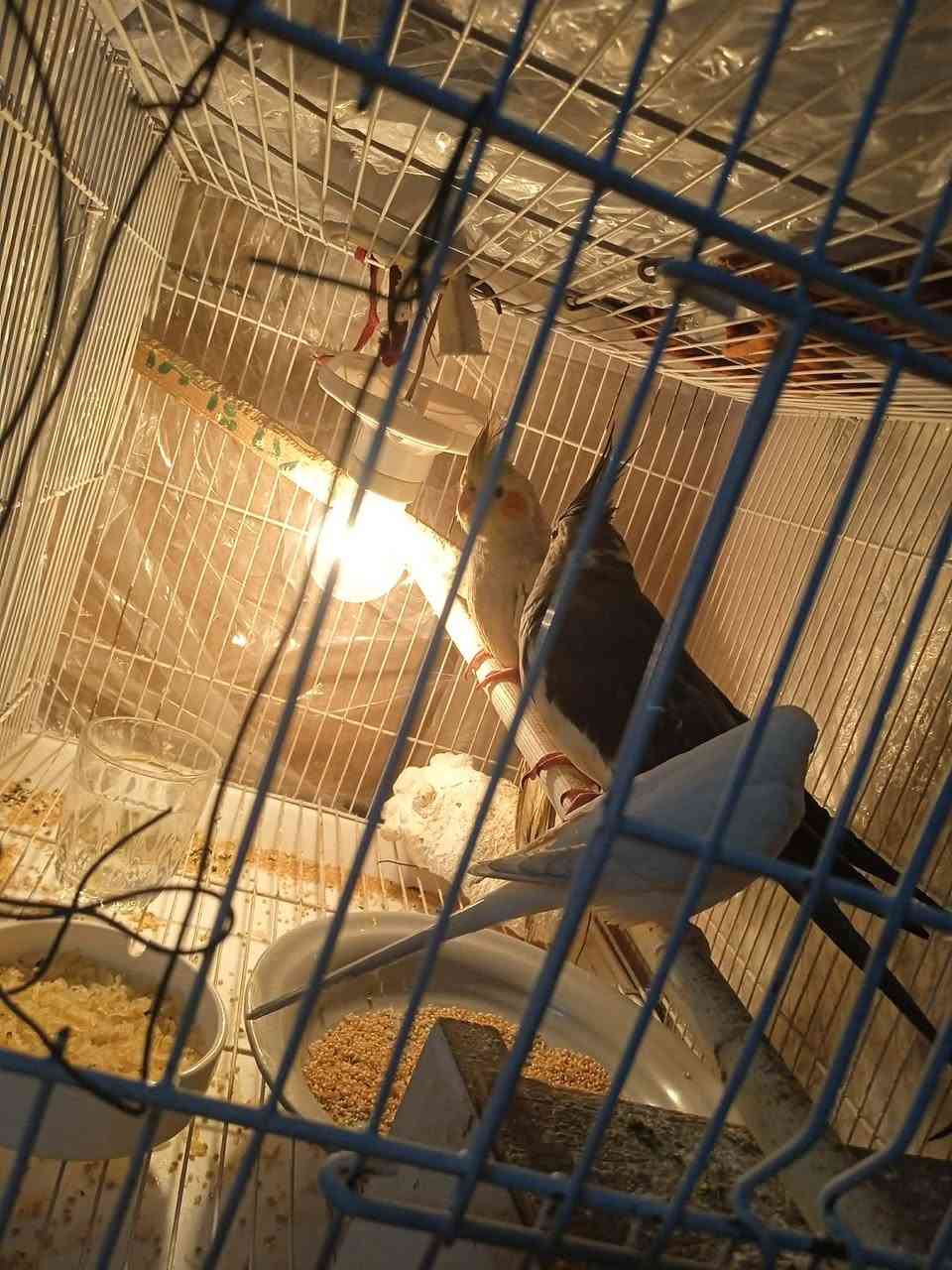 السلام عليكم عندي طيور للبيع عندي كوكتيل زوج وعندي طيرايا حب هما والقفص السعر 50,000 رقم الموبايل ***********
