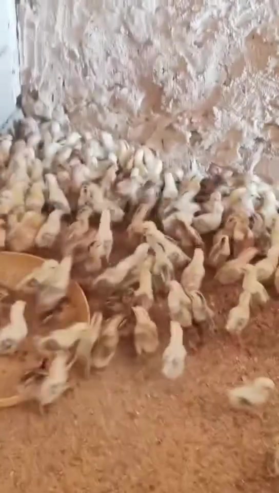 كويتي خط اول
ثلاثه انواع
العمر 15
الزوج 5 قفل 
كمل علاجات 
الامهات عل خاص 
عنوان بغداد المشاهده 
وتساب ‏‪***********‬‏
