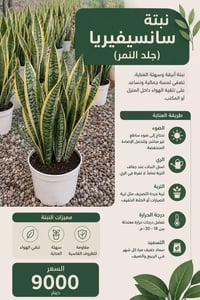سانسيفيريا • جلد النمر • نبات زينة • نباتات داخلية • نباتات منزلية • م...