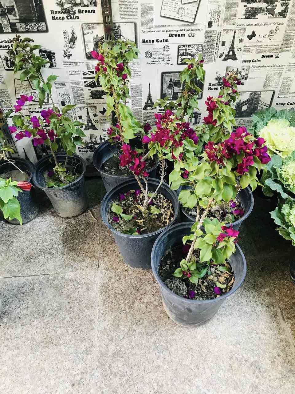 اللهم صلي على محمد وآل محمد
بضاعة جديده ضلي وشمسي 
دائمي وموسمي
 مشتل عطر الزهراء (ع)
العنوان 📍 
 الخطيب الزراعي شارع مشمشه قرب سيد الأسعار  .. شرفونا وكل الهلا بيكم للاستفسار واتساب ***********
