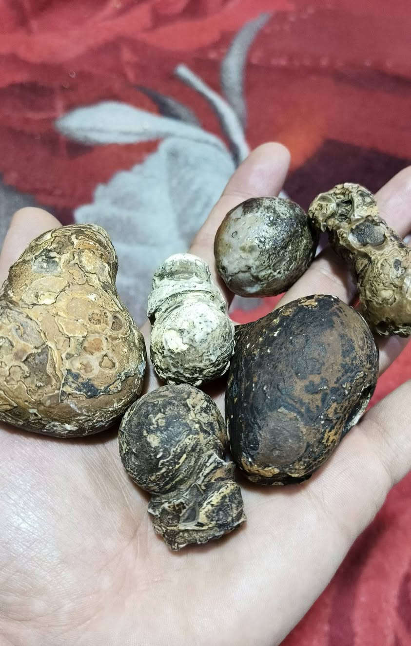 أحجار سلطاني خام و سليماني خام مصور كله تحف نوادر انتيكة بسعر البلاش قطعة 5 آلاف عرض خاص فترة محدودة أقل طلب 4 قطع توصيل موجود لكل العراق وبلخدمة والي يريد شلع يدلل للطلب خاص


**إذا كنت صاحب هذا الإعلان وتريد حذفه لأي سبب، رجاءا أرسل رسالة إلى الدعم الفني**