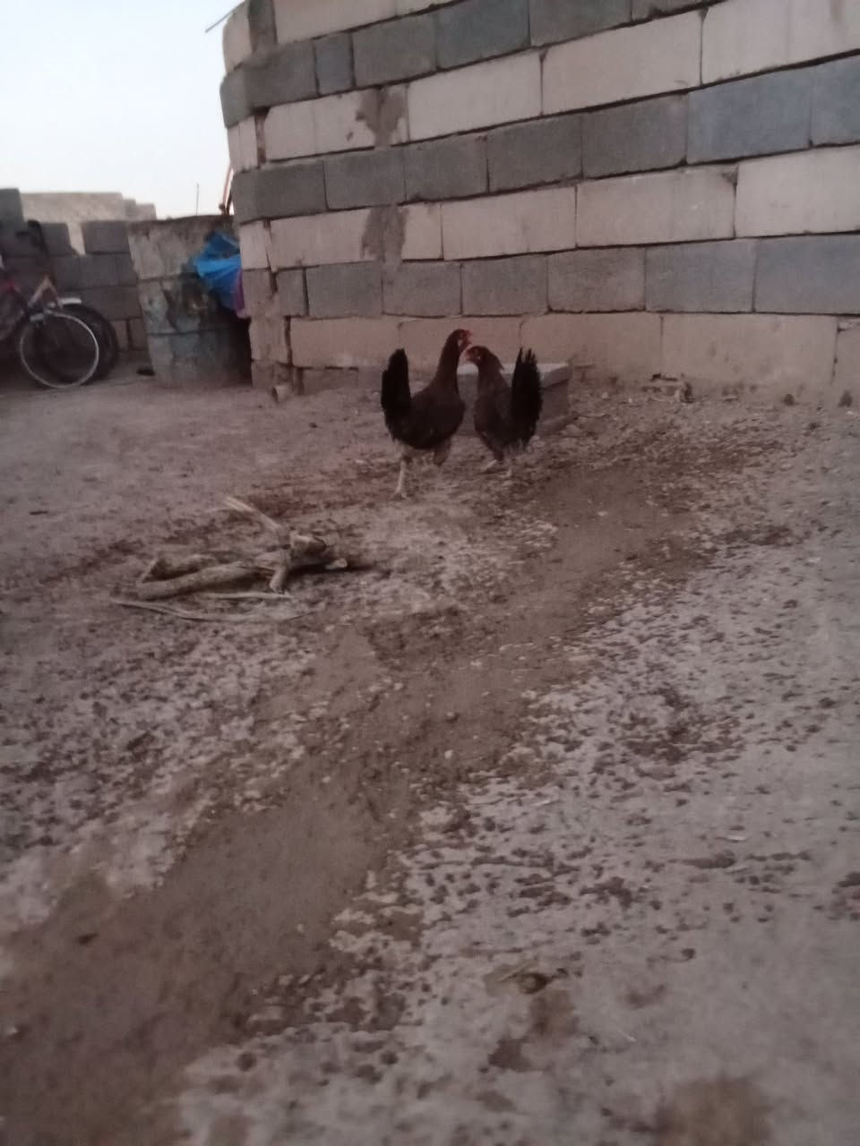 متاح دجاج كويتي نقي للبيع بل البصره المطيحه مناوي لجم بياضات سعر الوحده 25 المو شراي لايراسل رقم الهاتف ***********
