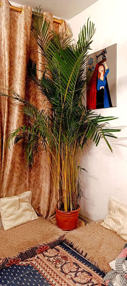 نخل زينة داخلي نيات طبيعي 
سعر الواحدة 75 الف 
بغداد / الدورة / حي الصحة 
لا يوجد توصيل


**إذا كنت صاحب هذا الإعلان وتريد حذفه لأي سبب، رجاءا أرسل رسالة إلى الدعم الفني**