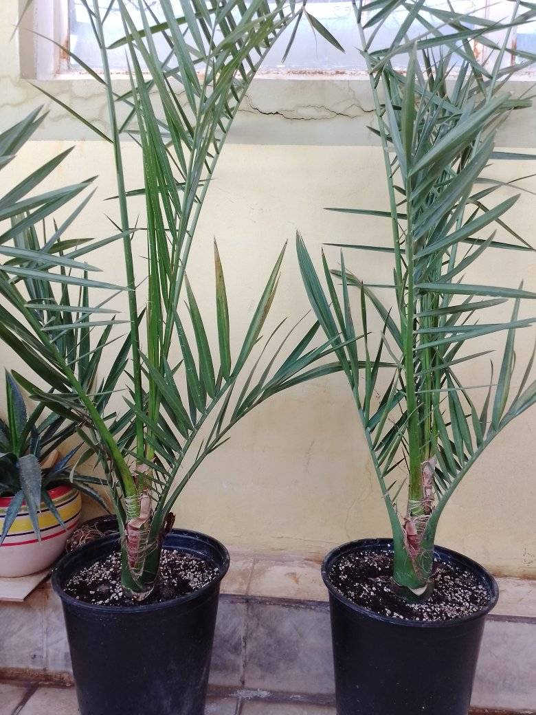 للبيع اشجار نخيل بروحي و مجهول وقرنفلي ومرحاج وبيارم ايراني وصنف روبي للشراء يرجى الاتصال *********** 
خانقين
