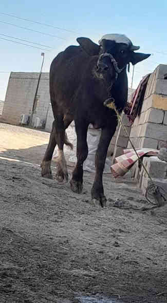 حشاوي ثنين فراتيه درجة أولى للبيع من امهات اصيلات العنوان ميسان الرقم ***********
