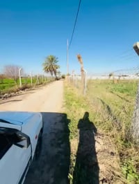 المدائن سيد علي • دونم طابو • نخل مزروع