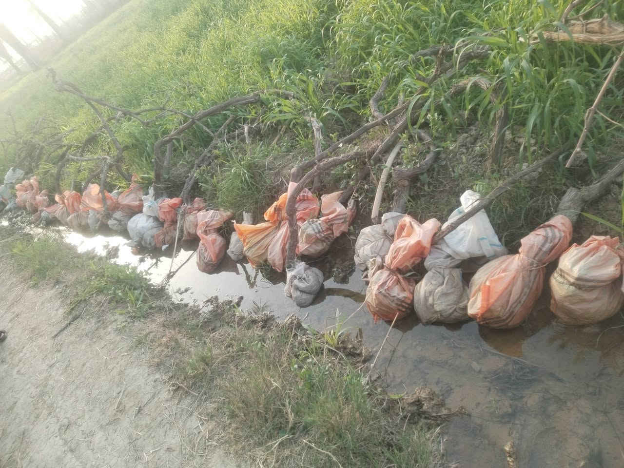 سلام عليكم متوفر هروش عنب اسود وابيض للبيع السعر خمسه الالف فقط  وبيه مجال اذا طلب كميه جبيره مجيس وجاهز كميه خير من الله   المكان النجف ابو صخير مراسله الصفحه او الاتصال ***********
