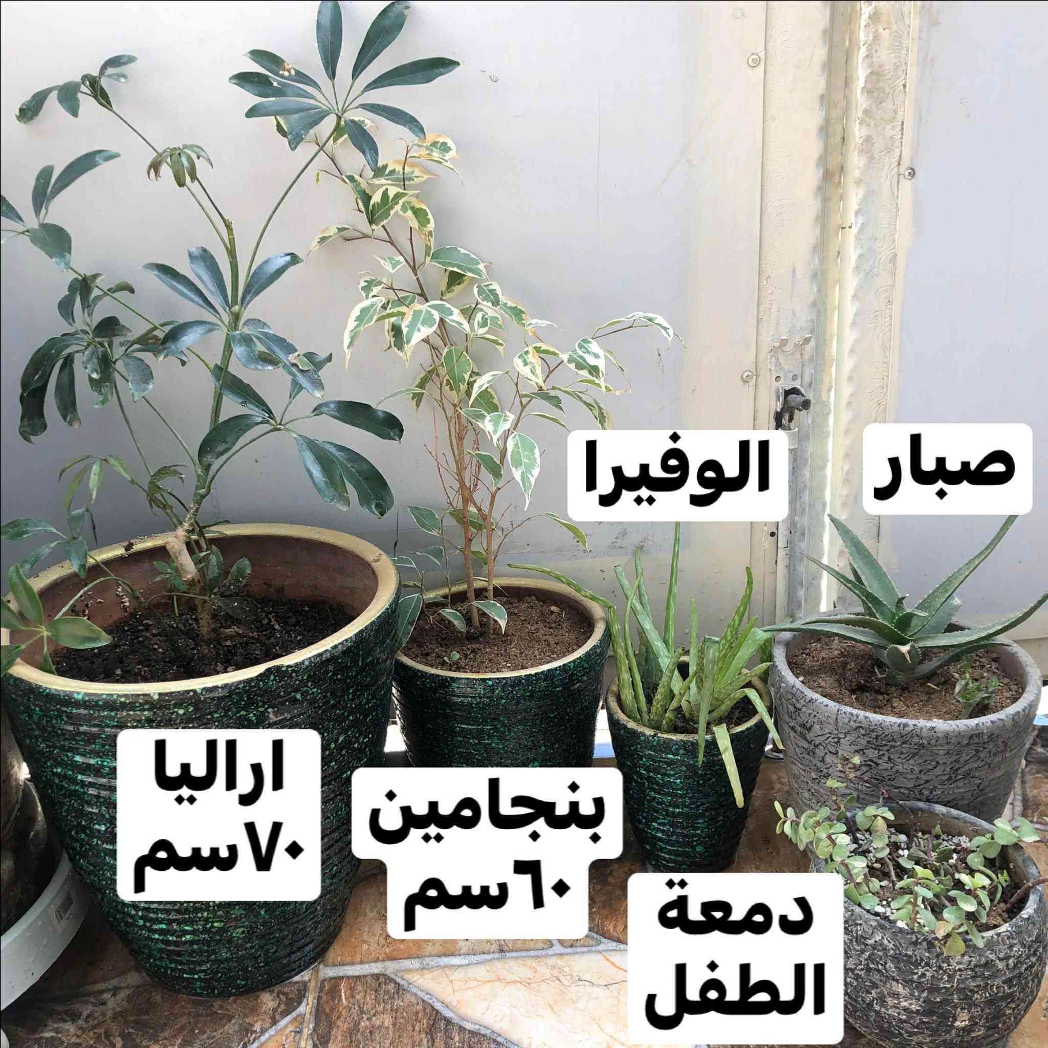 ٢٠ سنادين نباتات طبيعية
١٠٠ الف قفل
المكان اربيل روشنبيري أربيل, العراق


**إذا كنت صاحب هذا الإعلان وتريد حذفه لأي سبب، رجاءا أرسل رسالة إلى الدعم الفني**