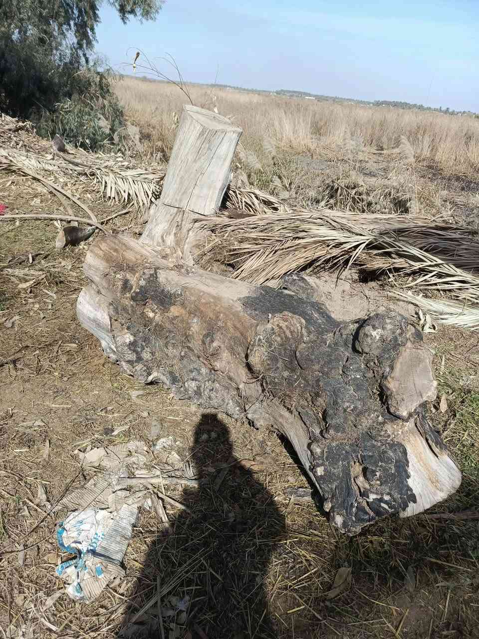 سلام عليكم خشب للبيع نص حمل او أقل ماعرف شوف كدام عينك اخضر ويابس ألسعر 180 .....***********
