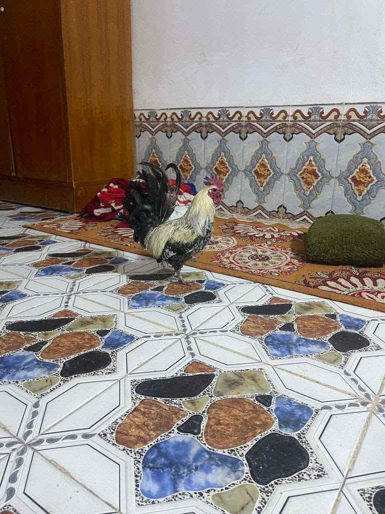 للبيع زوج فيومي مميز الوان حلوه
ديك + دجاجتين فيومي بصحة ممتازة وإنتاج معروف طيور نشيطة ومرباية فرصة للمقتني وللمربي 
السعر فرصة ومناسب مقارنة بالمستوى 
للاستفسار مراسلة الخاص
الموقع رفاعي


**إذا كنت صاحب هذا الإعلان وتريد حذفه لأي سبب، رجاءا أرسل رسالة إلى الدعم الفني**