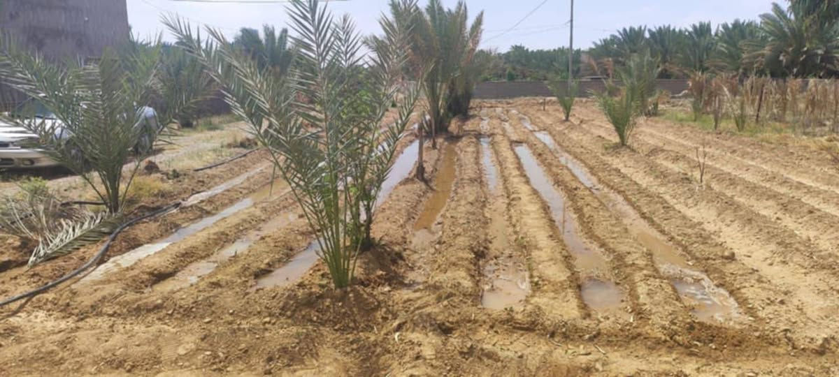 للبيع قطعة ارض عقد زراعي مزروعة نخل زاهدي عدد 50 ارتفاع التالة 150سم مساحة الأرض 2100 متر الوجه 21 في 100 سعرها 25 وبيها مجال مكان الأرض جبيل الغربي بيت الفليوي 
بس الشراي يدخل خاص رقم صاحبه@ يا الله


**إذا كنت صاحب هذا الإعلان وتريد حذفه لأي سبب، رجاءا أرسل رسالة إلى الدعم الفني**