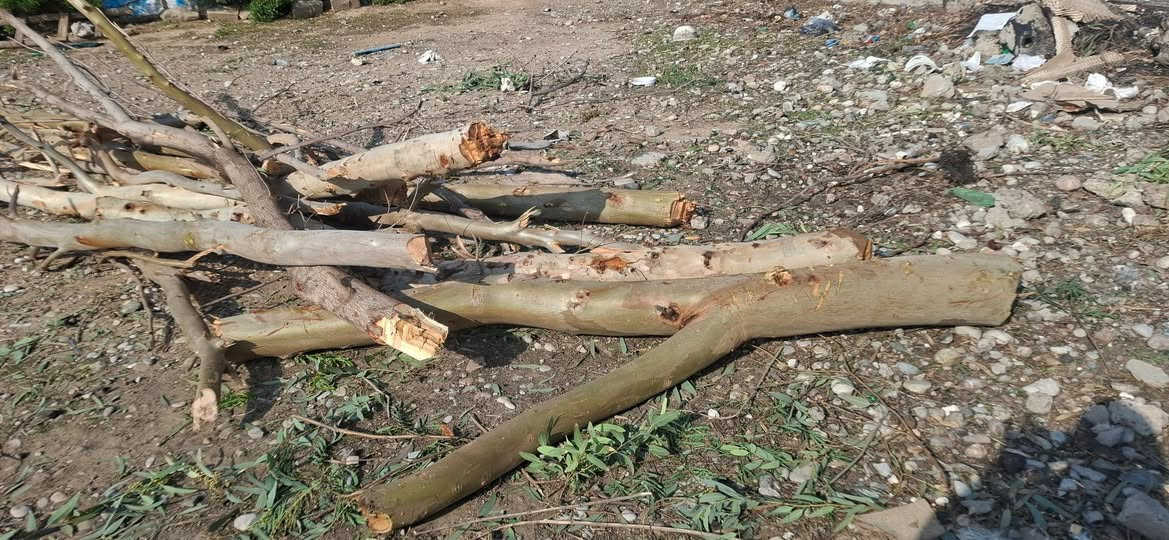 ئەم دارانە بۆفرۆشتن مشتەری نامە بنێرێ یان پەیوەندی بکا ***********
