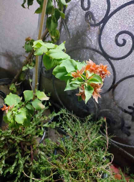 جهنمية فول قطمر مكبس لبناني تتحمل أجواء العراق من حر وبرد مابيه تساقط اوراق مثل العراقيه ولاشوك أزهاره تكون عباره عن عناقيد مزهره تتوفر بلون رماني سعر سندانه مع توصيل 6الاف ارتفاع متر وبدايه تزهير تجيك للحجز ***********
