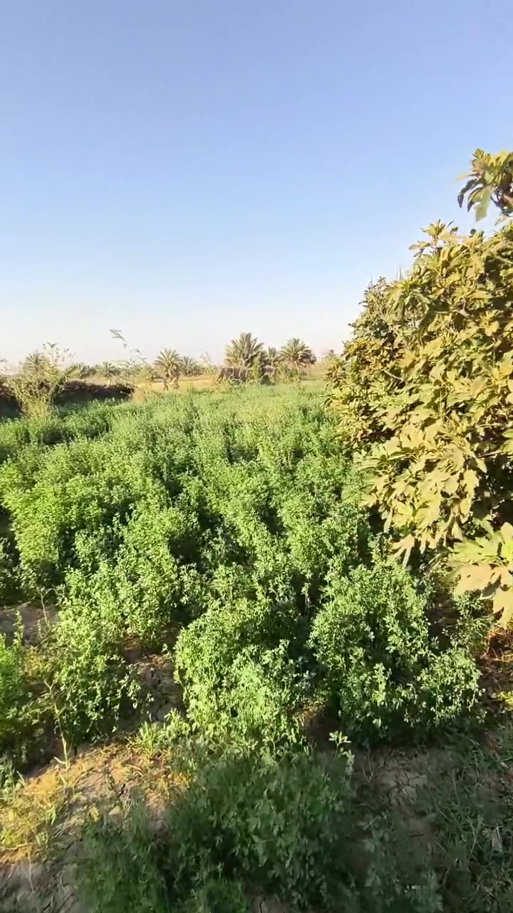 دونم للبيع
طابو زراعي سند 25

الدسميه - طريق الزار - الرابط بين العلويه شريفه - وطويريج 

ثالث قطعه عن الشارع العام 

***********

***********
