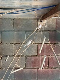 جاوه ابيض • زوج • طيور نضيفه