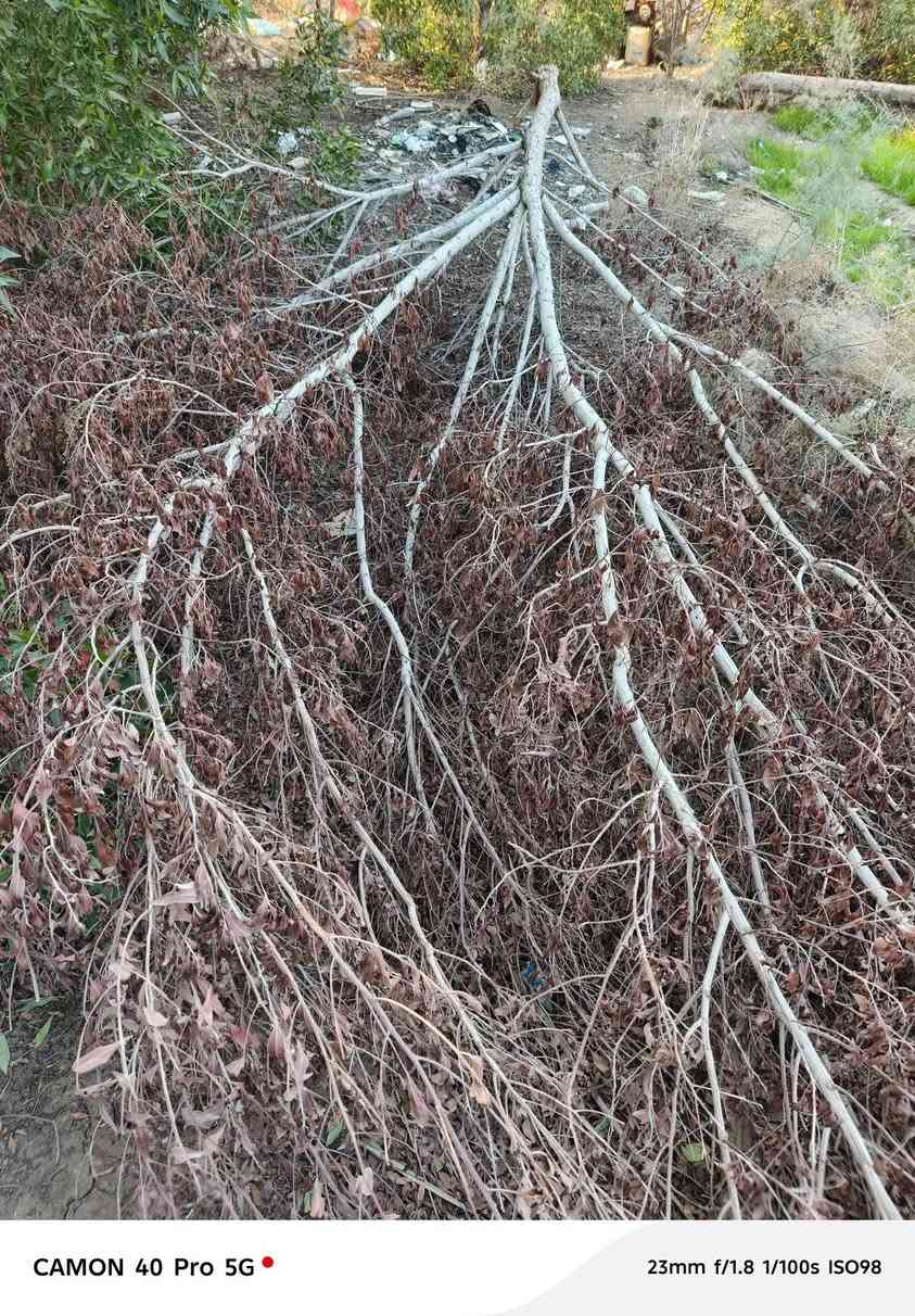 سلام عليكم حطب للبيع انطي سعر الي يعجبك واخذه مكان نهروان قرب اسواق القمة ***********
***********
