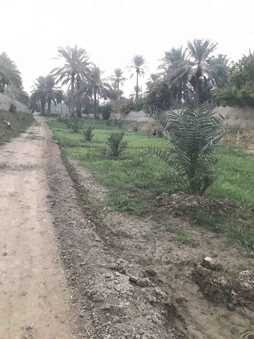 الصويره - منطقة الداور الشرقي الكفيفان 
للبيع ارض  زراعيه بستان مساحه 18 دونم طابو زراعي سند (25) 
من ضمنه 3  دونم شاطيه 
تحتوي على نخل مجهول 160 نخله 
تحتوي على نخل برحي 50 نخله 
تحتوي على انواع اخرى من النخيل 
تحتوي على انواع الحمضيات 
الارض مزوده منظومه ماء للسقي غطاس مع بواري 
تحتوي على بيوت عدد (2) 
الارض مسيجه بالكامل مع عمل حجر من جهة الشط 
تبعد عن جسر الصويره 5 دقايق 
متوفر كافة الخدمات 
سعر الدونم 55 مليون - تباع بالكامل 
@#الجميع
***********
