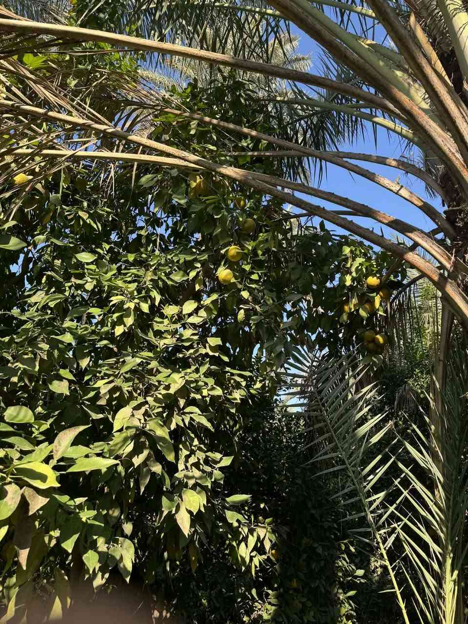 اخوان سبع دوانم للبيع
معاها نص دونم عل شط بي بيت مباشرتن عل سدة في منطقه الراشديه

طابو ملك صرف *********** الاستفسار عل هذة الرقم
